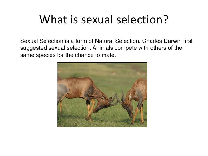 what is sexual selection Best celebrities sex scenes video